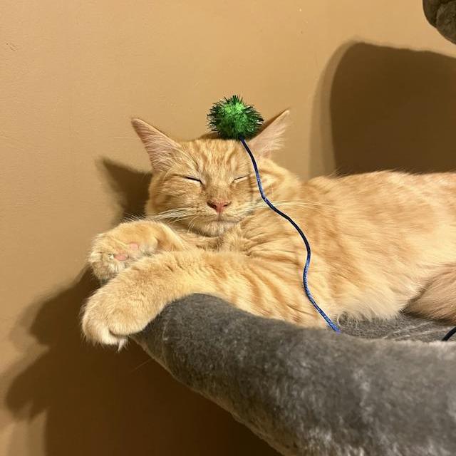 Hype, a Adoptable Domestic Medium Hair in Middle Village, NY image 3/6