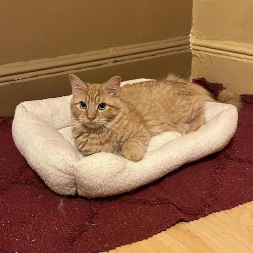 Hype, a Adoptable Domestic Medium Hair in Middle Village, NY image 4/6