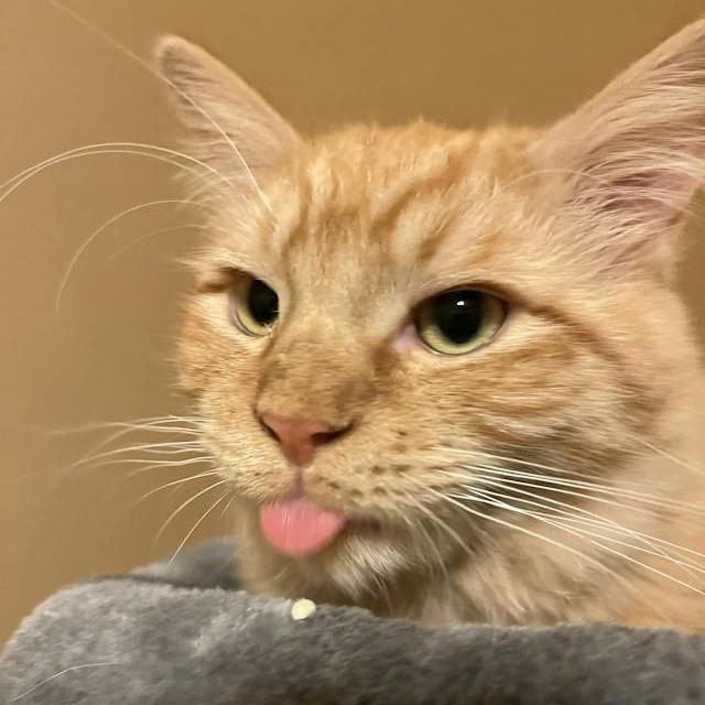 Hype, a Adoptable Domestic Medium Hair in Middle Village, NY image 5/6