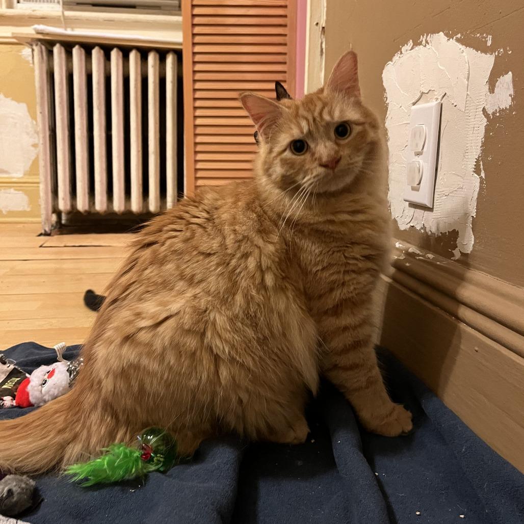 Hype, a Adoptable Domestic Medium Hair in Middle Village, NY image 6/6