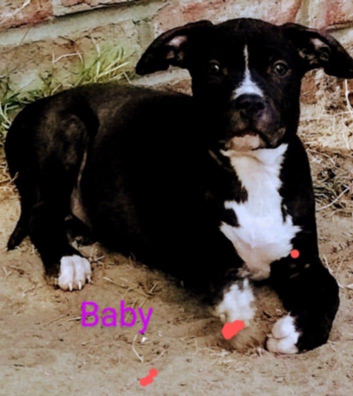 Enlarge Baby, a Adoptable Mixed Breed in Branchville, SC image 1/1
