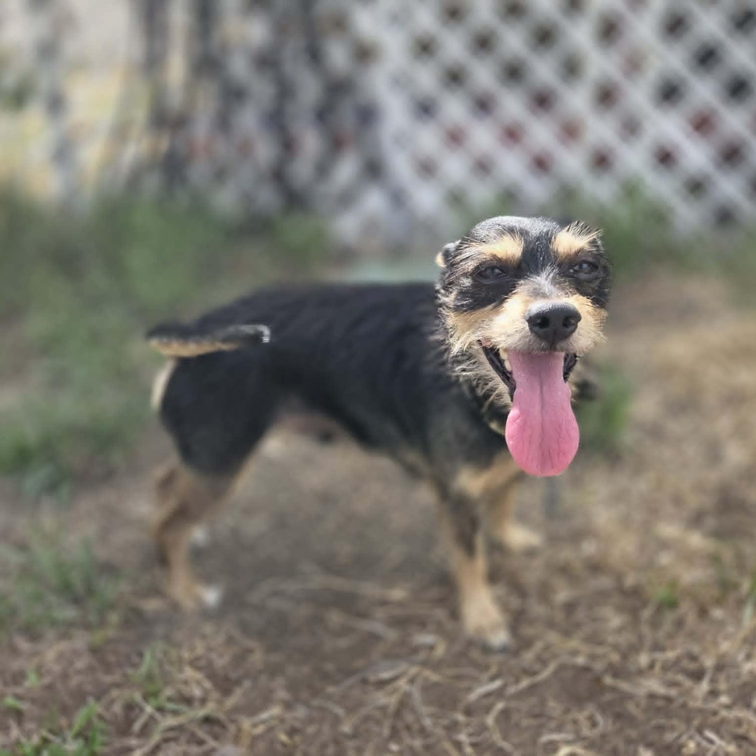 BEAU, an adopted mixed breed in Loveland, CO image 4/6
