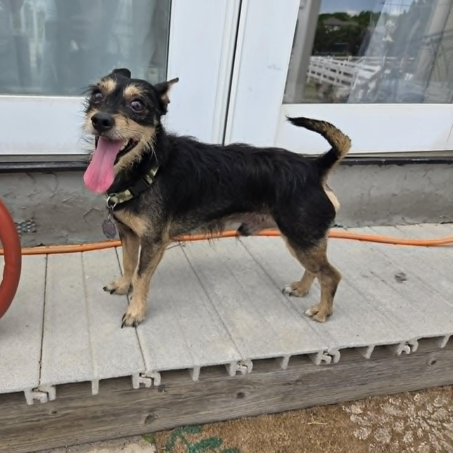 BEAU, an adopted mixed breed in Loveland, CO image 3/6