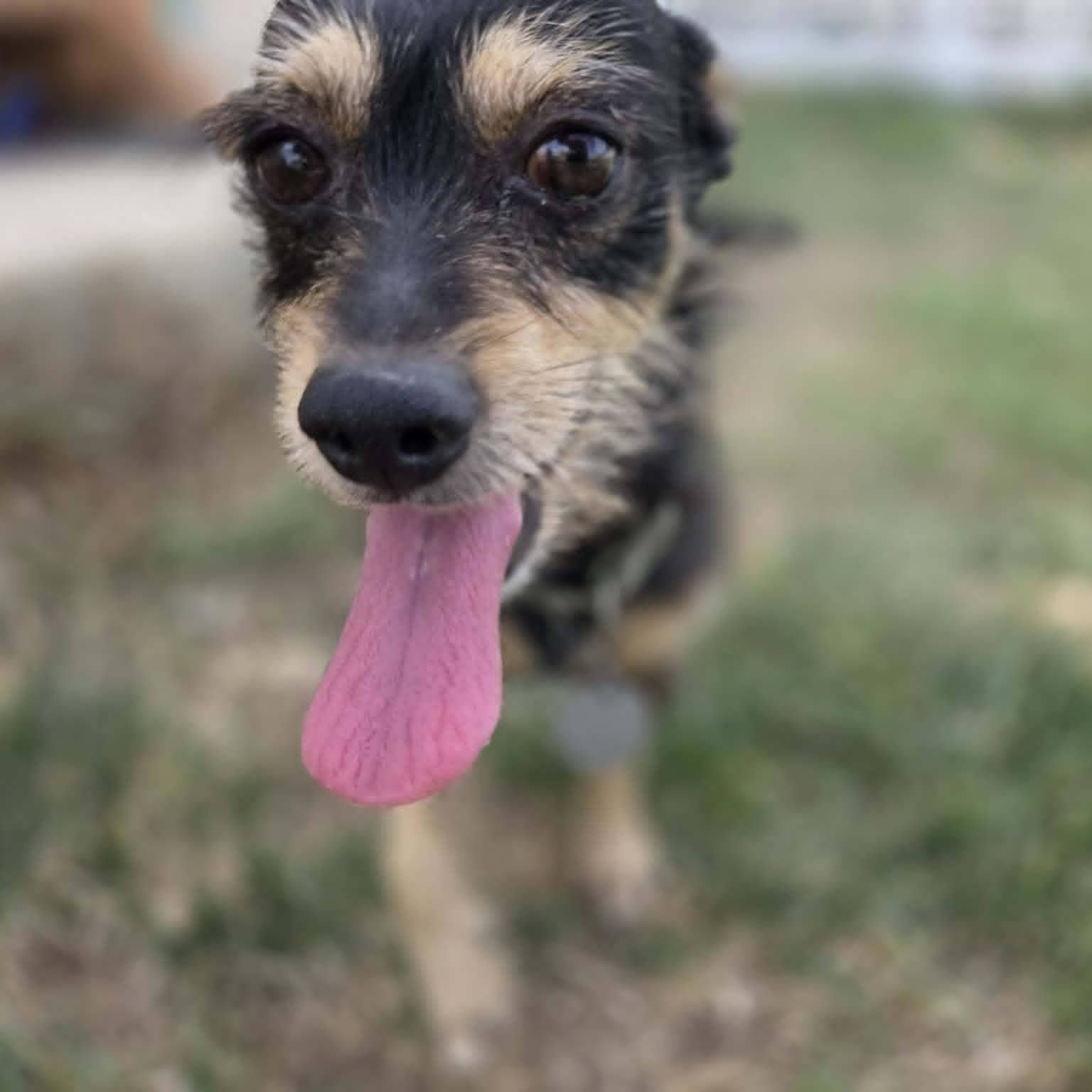 BEAU, an adopted mixed breed in Loveland, CO image 2/6