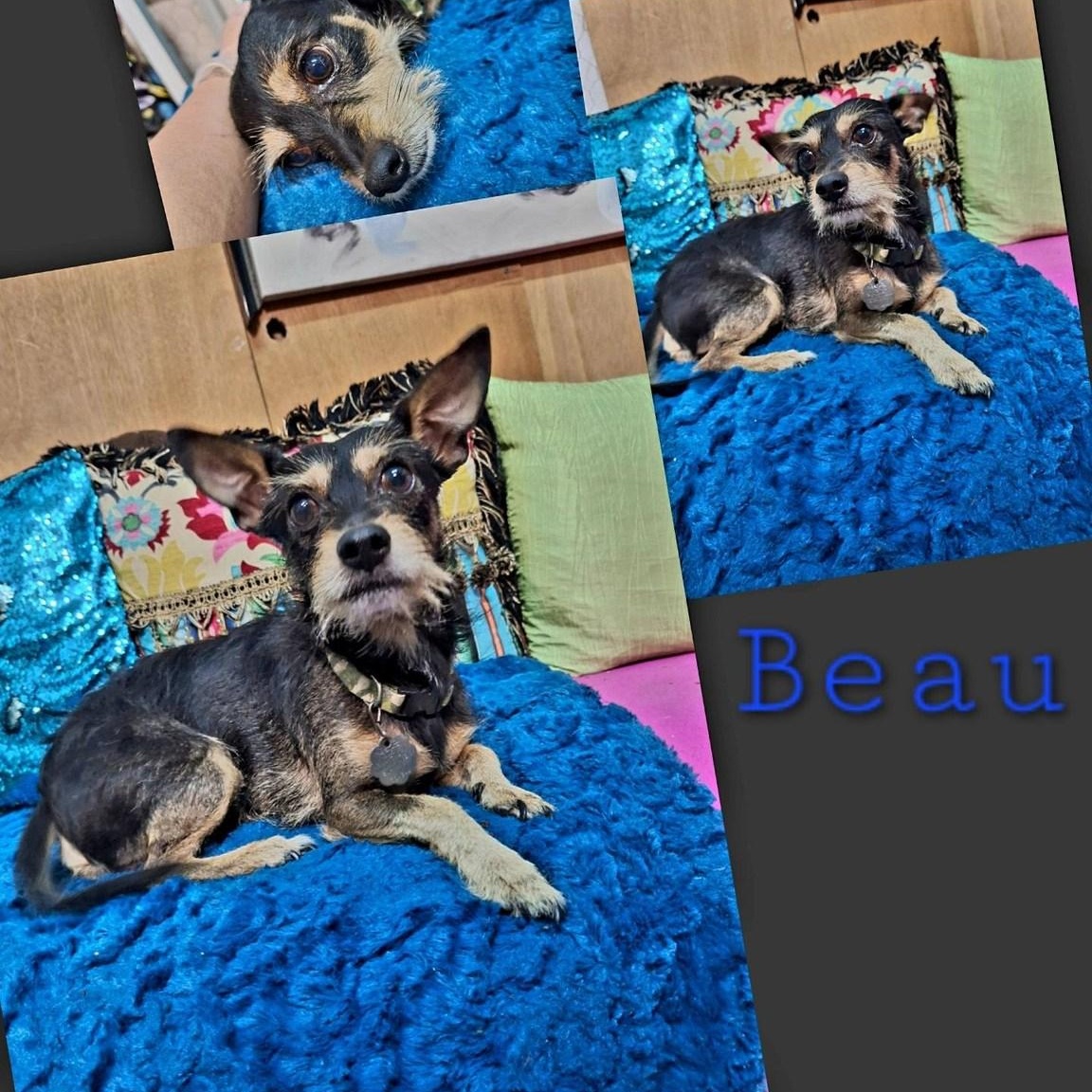 BEAU, an adopted mixed breed in Loveland, CO image 5/6
