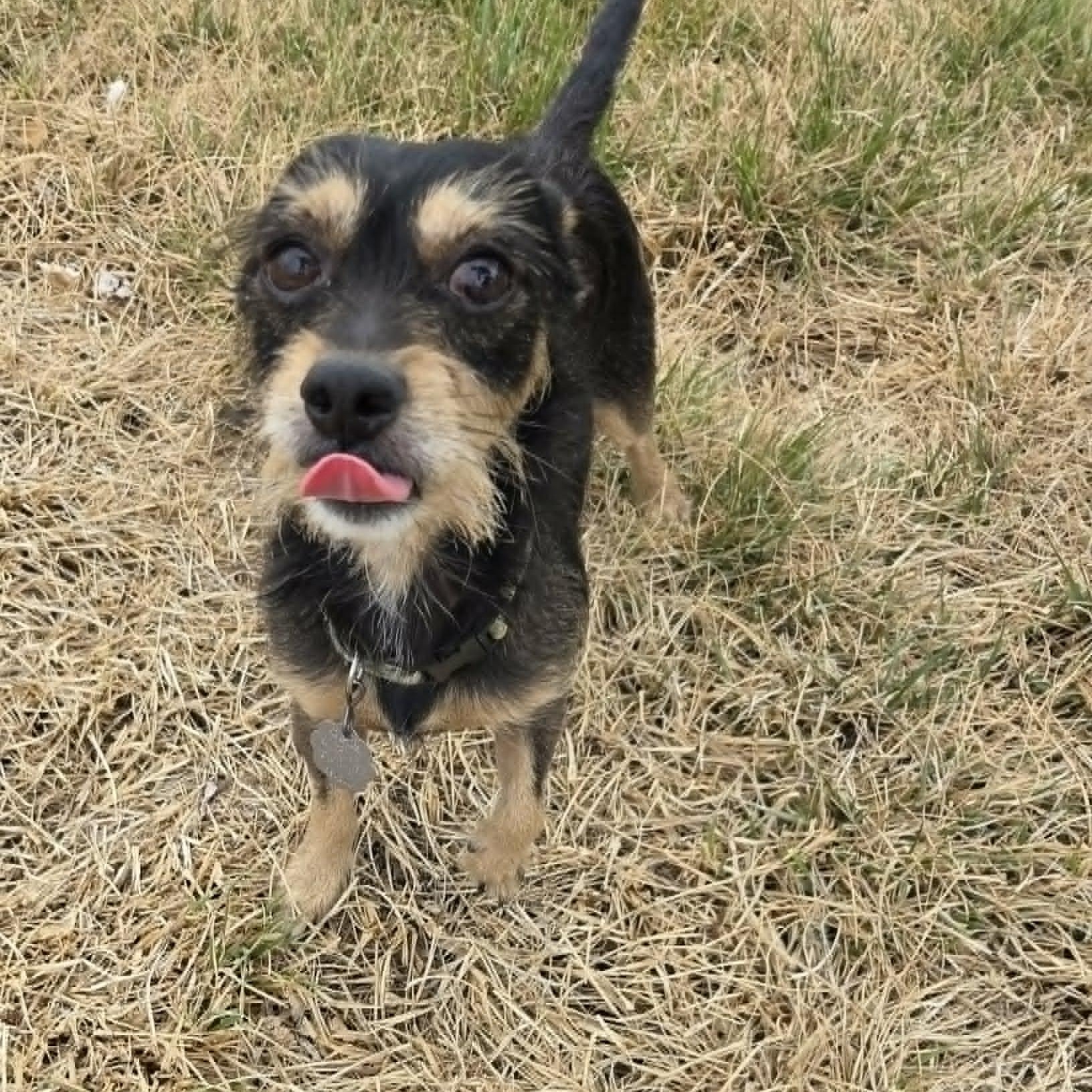 BEAU, an adopted mixed breed in Loveland, CO image 1/6