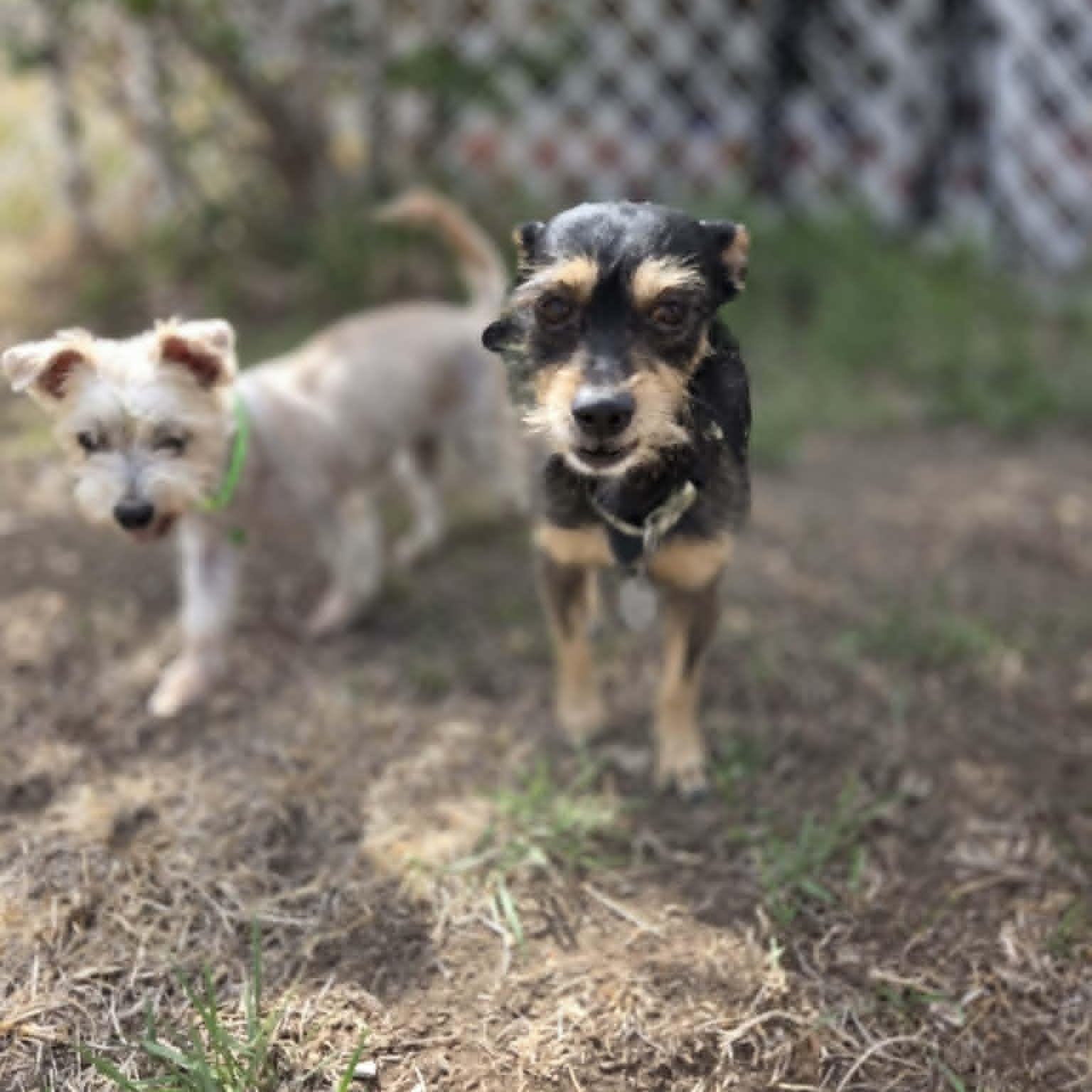 BEAU, an adopted mixed breed in Loveland, CO image 6/6