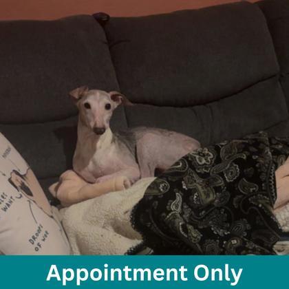 Devo, ADOPTABLE, Adult Male Mixed Breed.