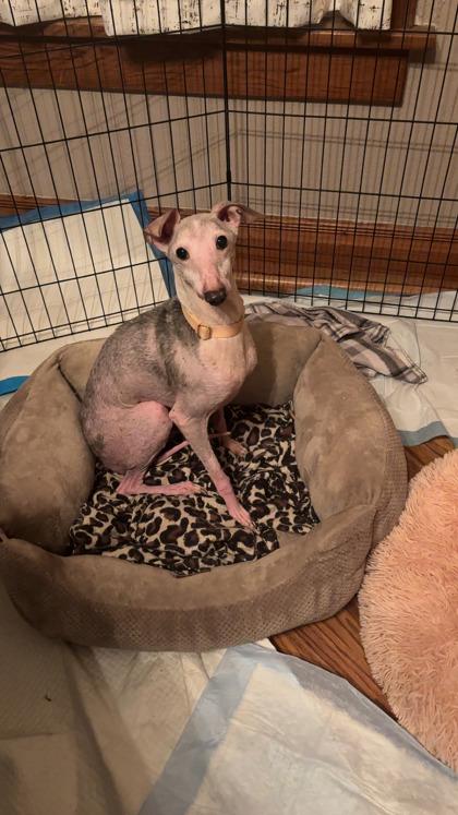 Enlarge Devo, a ADOPTABLE mixed breed in Dubuque, IA image 2/2