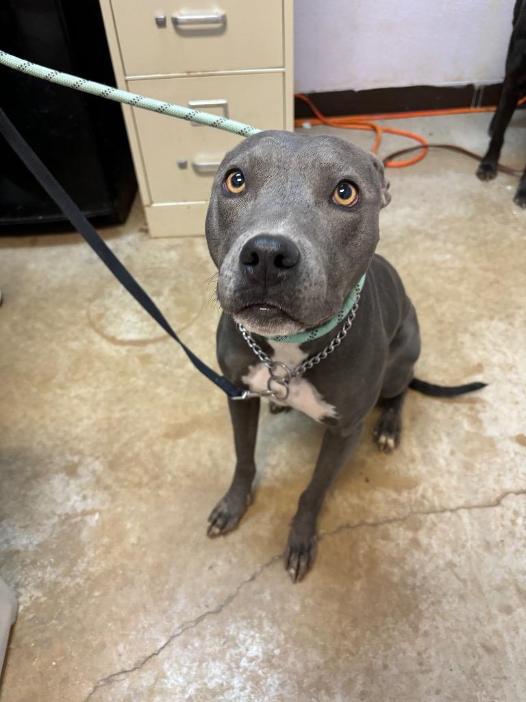 Enlarge Chloe, a Adoptable Pit Bull Terrier in New Braunfels, TX image 1/6