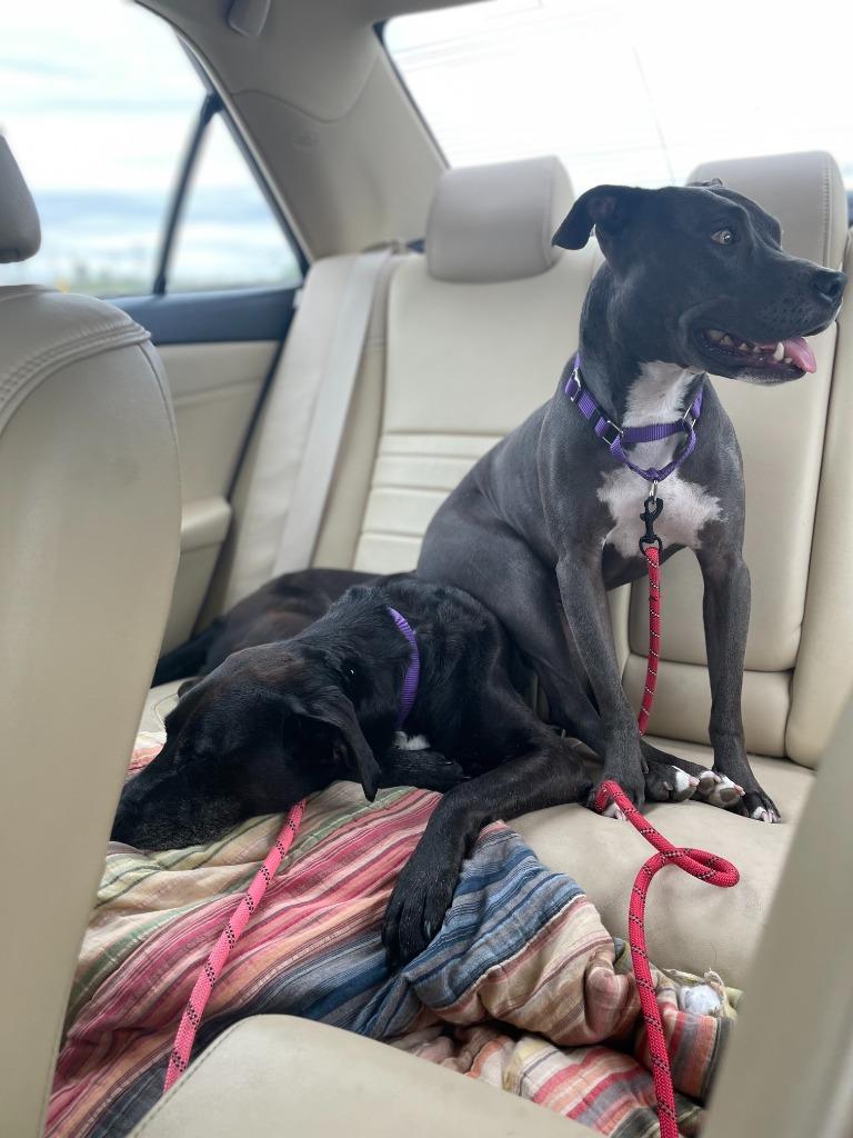 Enlarge Chloe, a Adoptable Pit Bull Terrier in New Braunfels, TX image 2/6