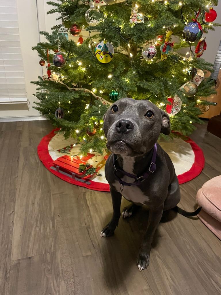 Enlarge Chloe, a Adoptable Pit Bull Terrier in New Braunfels, TX image 3/6