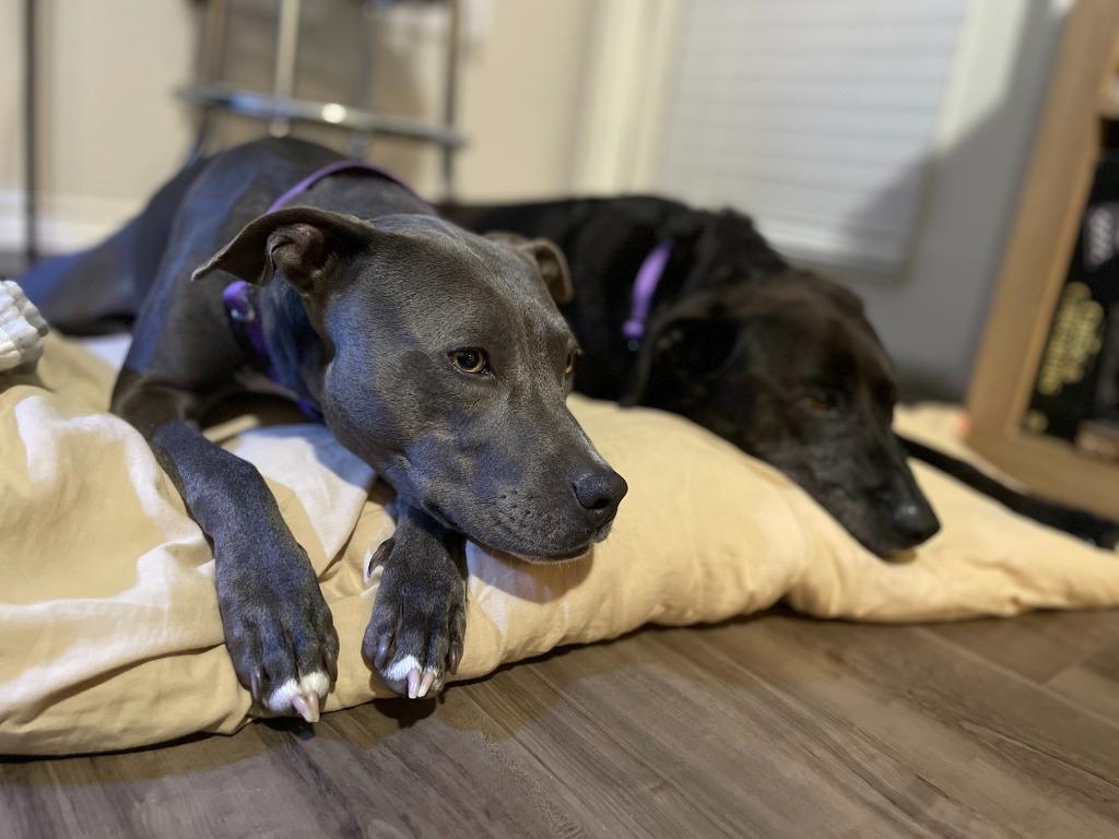 Enlarge Chloe, a Adoptable Pit Bull Terrier in New Braunfels, TX image 4/6