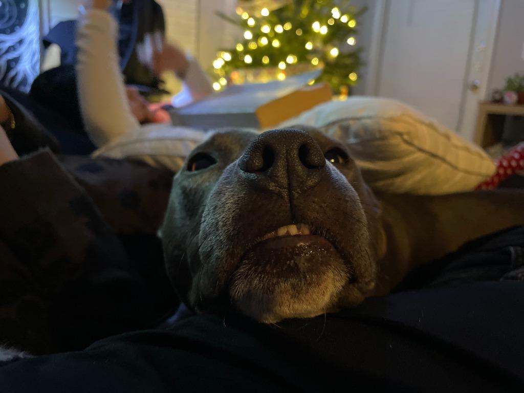 Enlarge Chloe, a Adoptable Pit Bull Terrier in New Braunfels, TX image 6/6