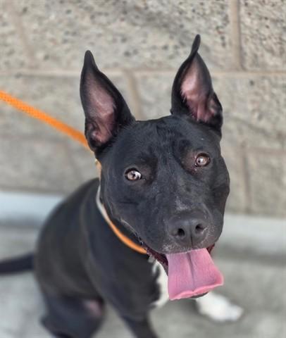 Enlarge Oreo, a Adoptable Pit Bull Terrier in Manteca, CA image 2/2