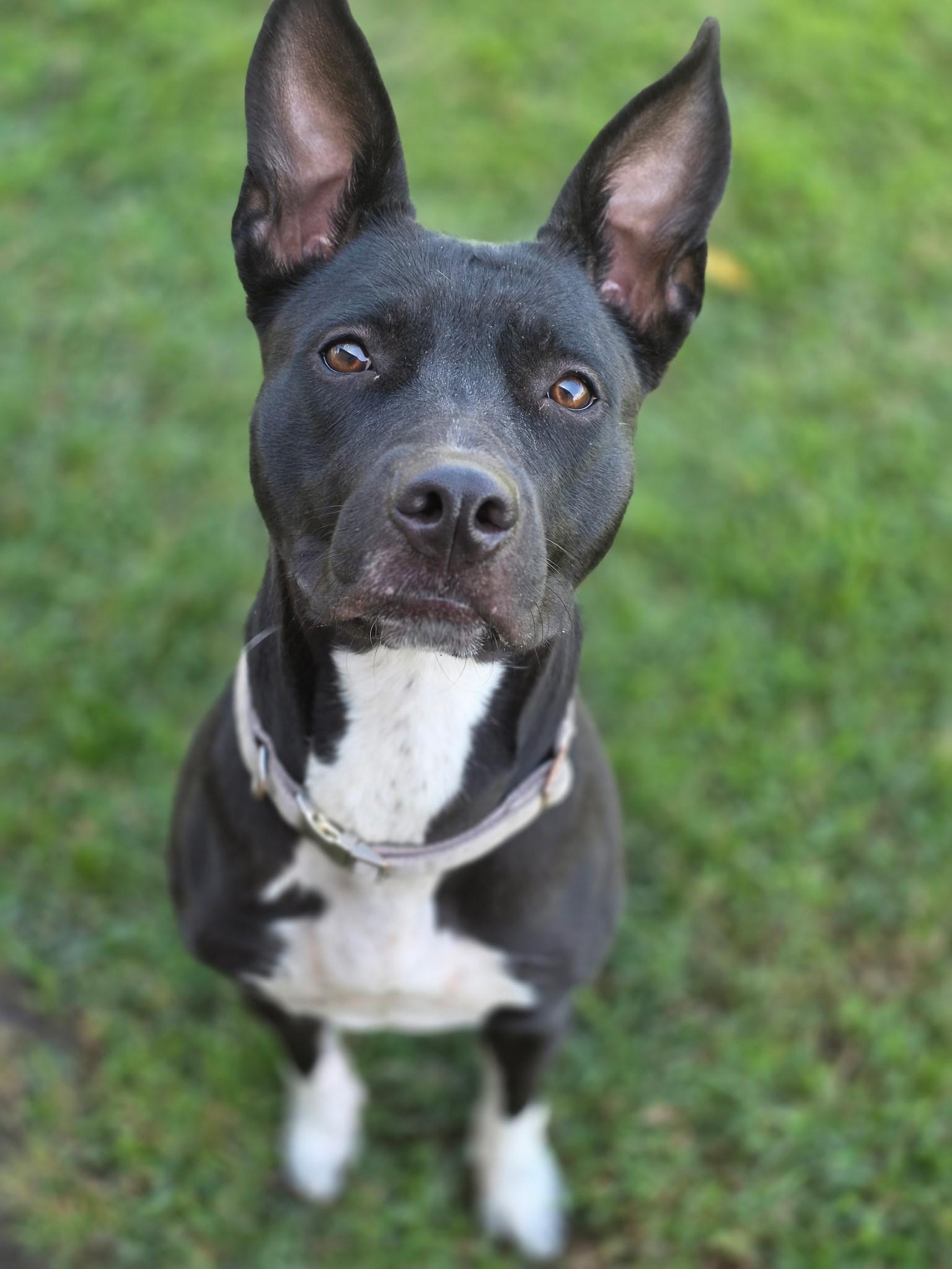 Oreo, Adoptable, Adult Female Pit Bull Terrier.