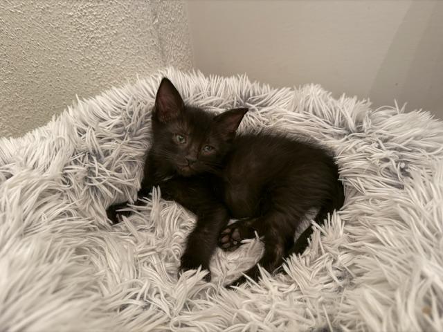 Sam, ADOPTABLE, Kitten Male Domestic Medium Hair.