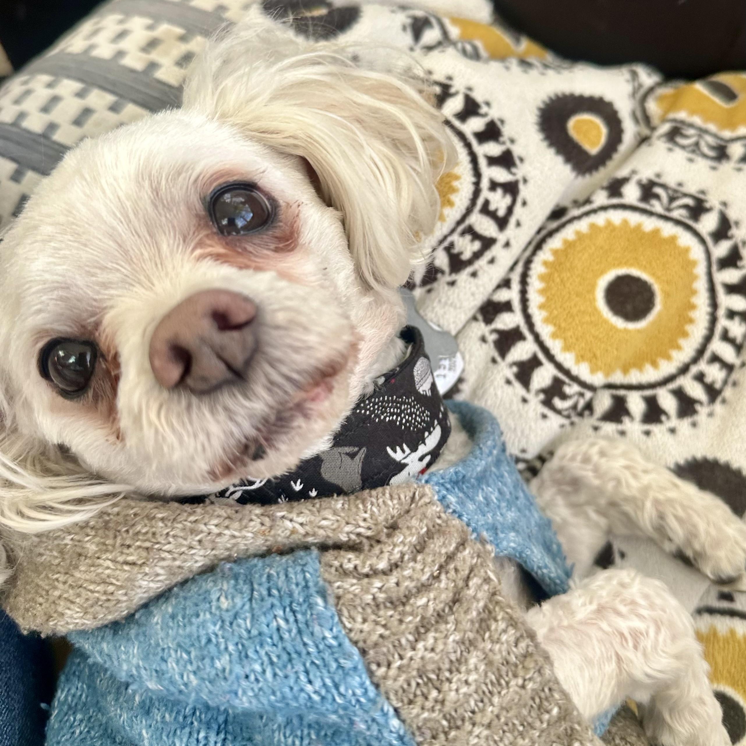 Toby in Colorado, ADOPTABLE, Senior Male Poodle (Toy) & Maltese.