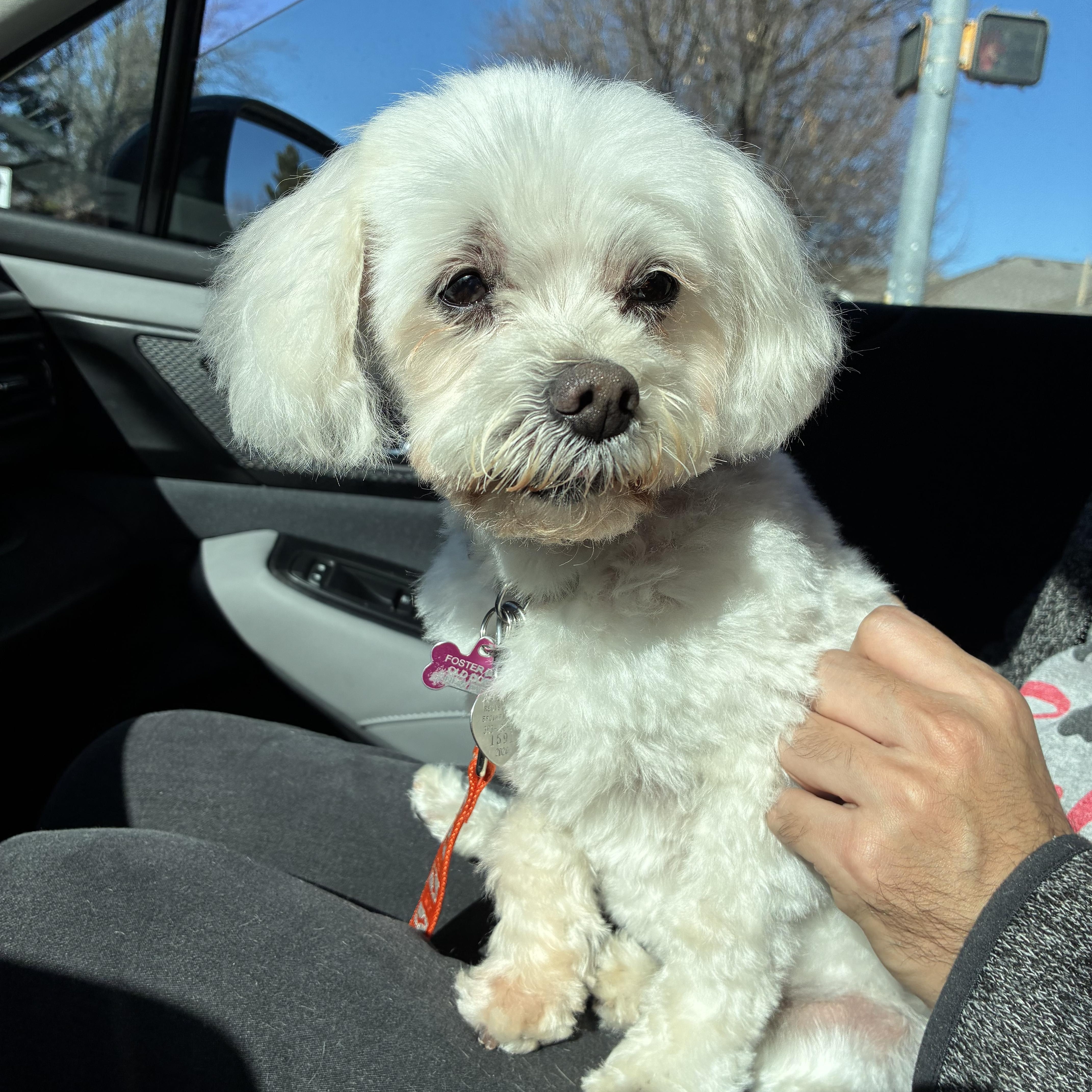 Enlarge Toby in Colorado, an adoptable mixed breed in Fort Collins, CO image 5/5