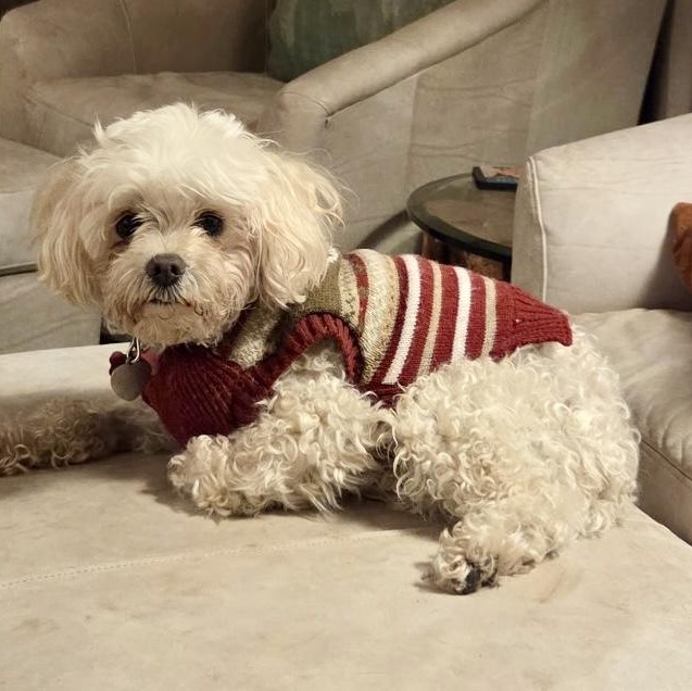 Enlarge Toby in Colorado, an adoptable mixed breed in Fort Collins, CO image 3/5