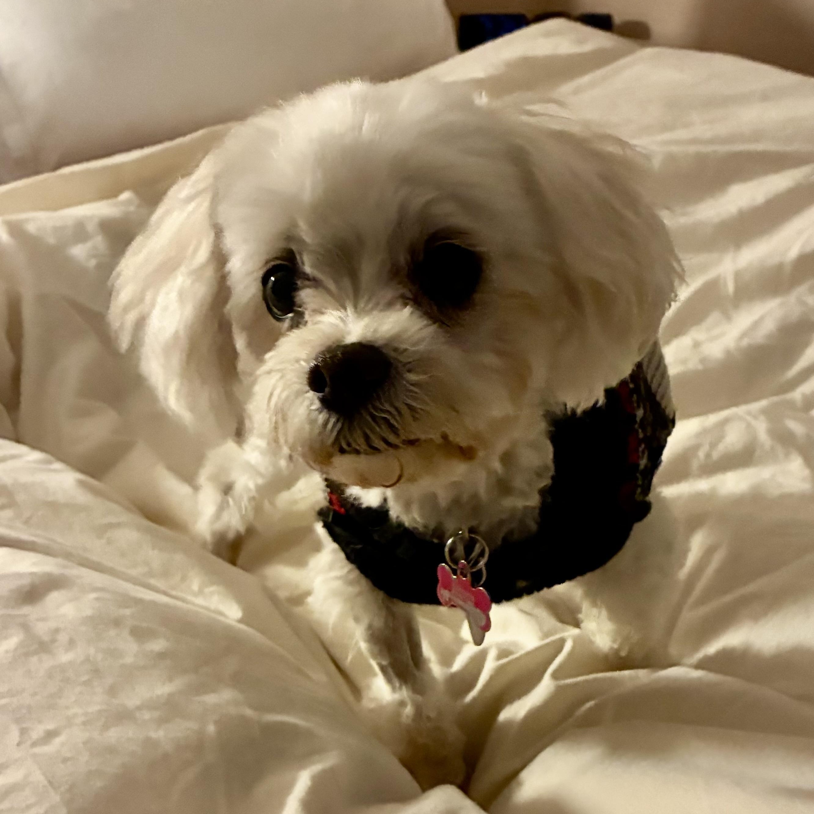 Toby in Colorado — thumbnail 4