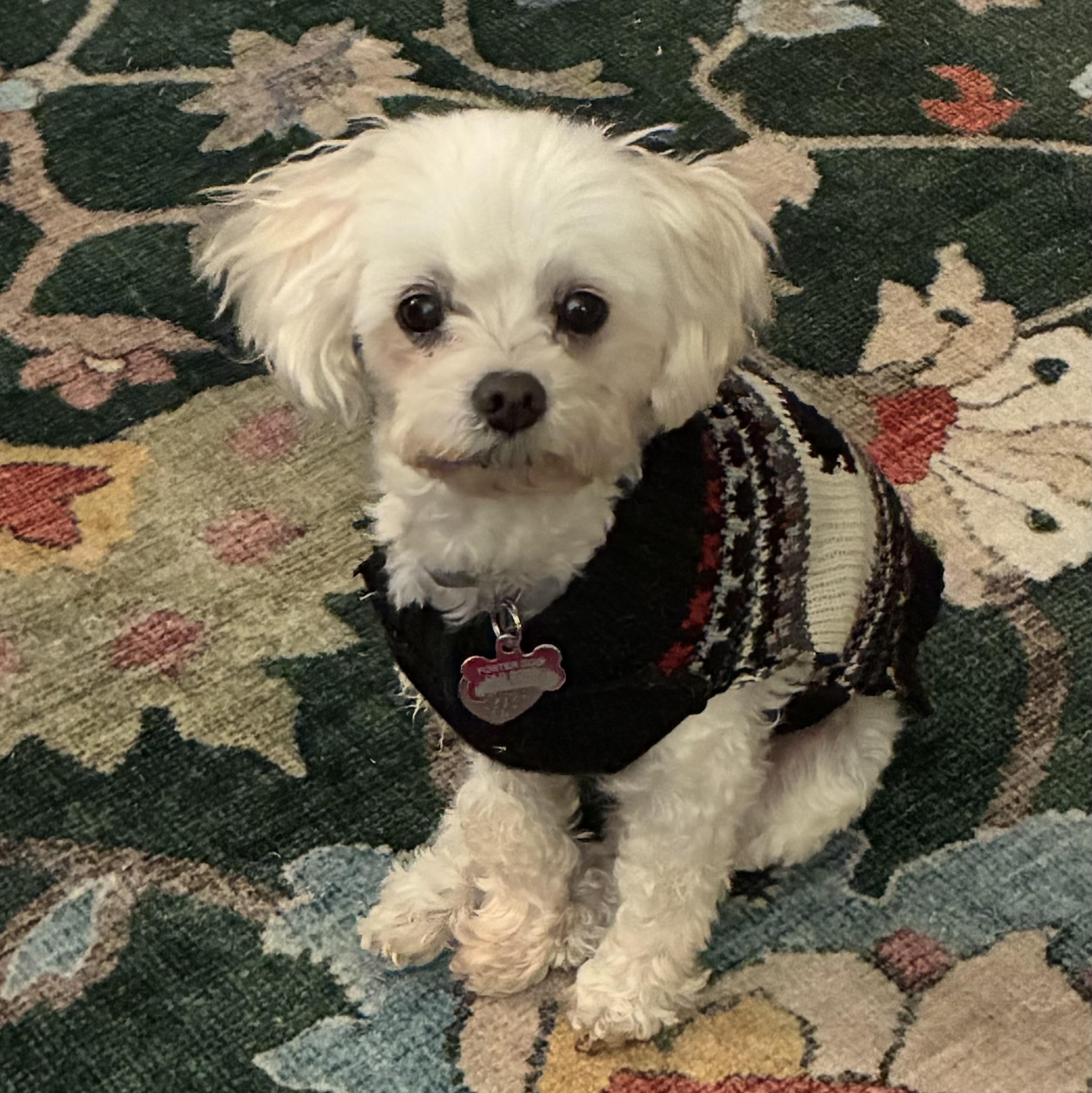 Toby in Colorado — thumbnail 5