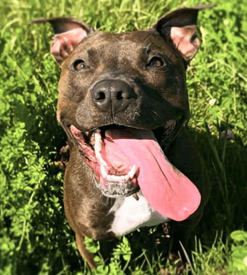 Phoebe, Adopted, Adult Female American Staffordshire Terrier & American Bully.