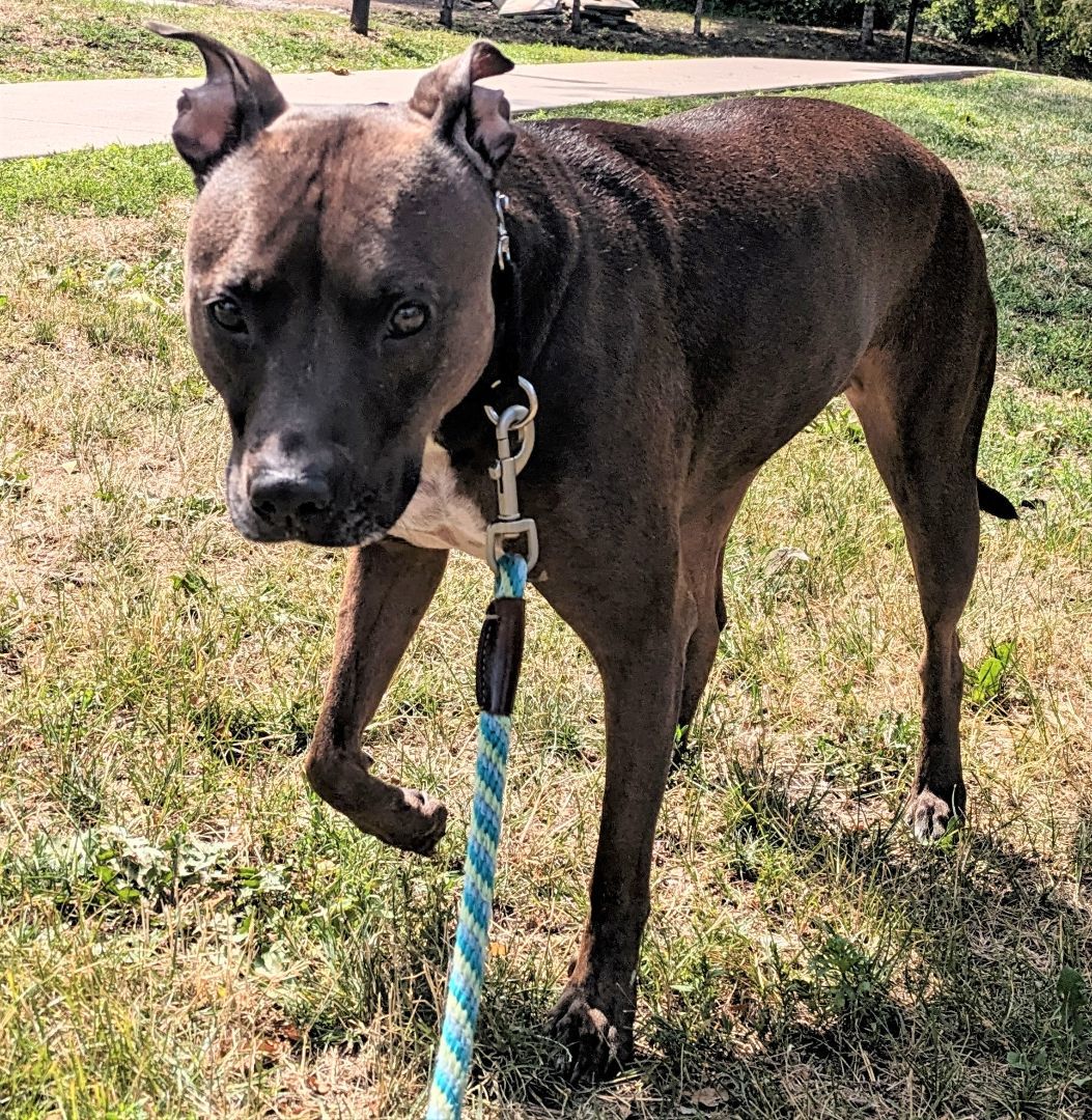 Phoebe, a Adopted mixed breed in Shell Lake, WI image 2/6