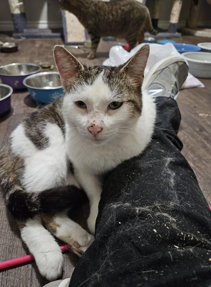 Alex, an adoptable Domestic Short Hair in Spencerville, ON, K0E 1X0 | Photo Image 4