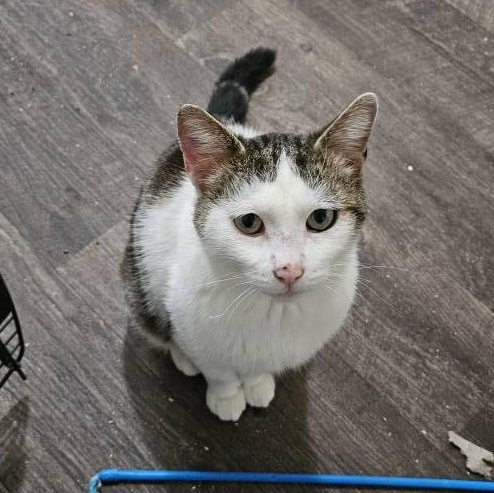 Alex, an adoptable Domestic Short Hair in Spencerville, ON, K0E 1X0 | Photo Image 3