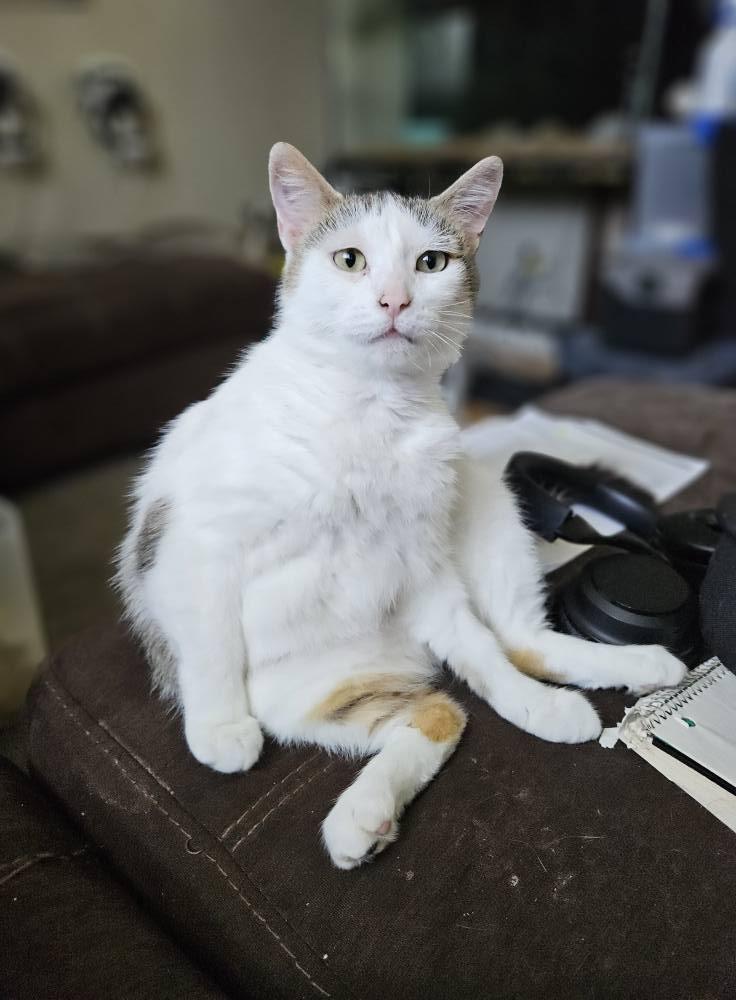 Alex, an adoptable Domestic Short Hair in Spencerville, ON, K0E 1X0 | Photo Image 1