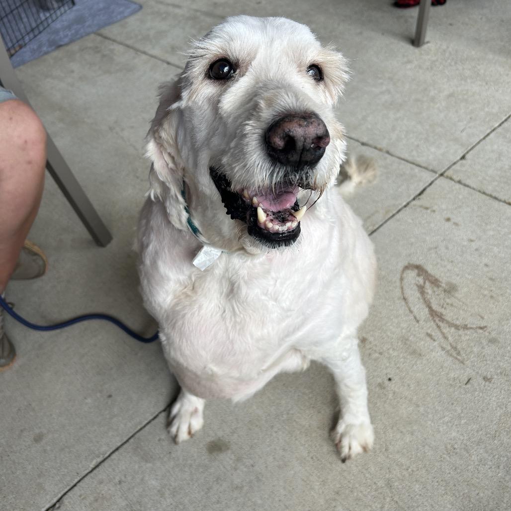 Doodle, Adoptable, Senior Male Poodle.