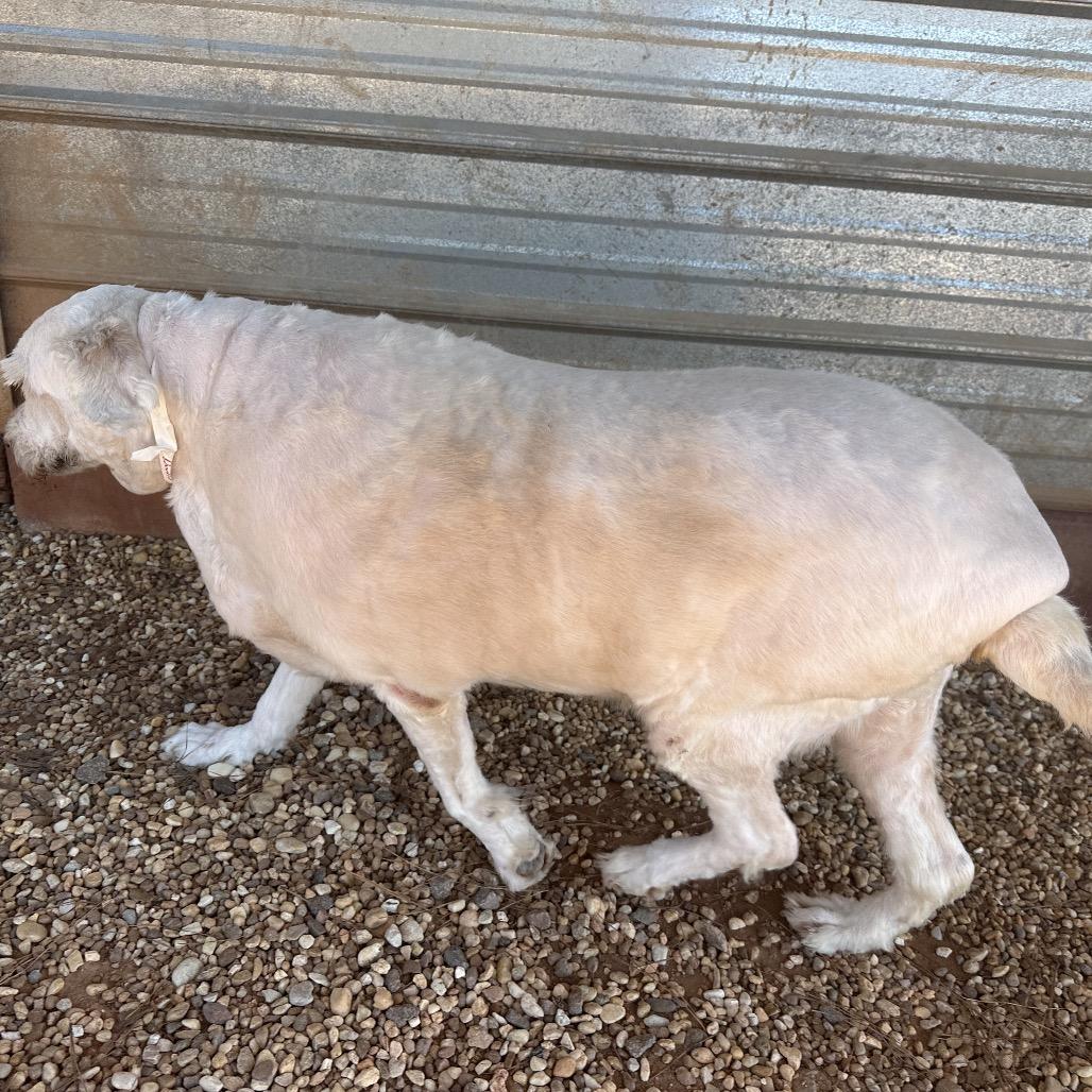 Enlarge Doodle, a Adoptable mixed breed in Opelika, AL image 2/5