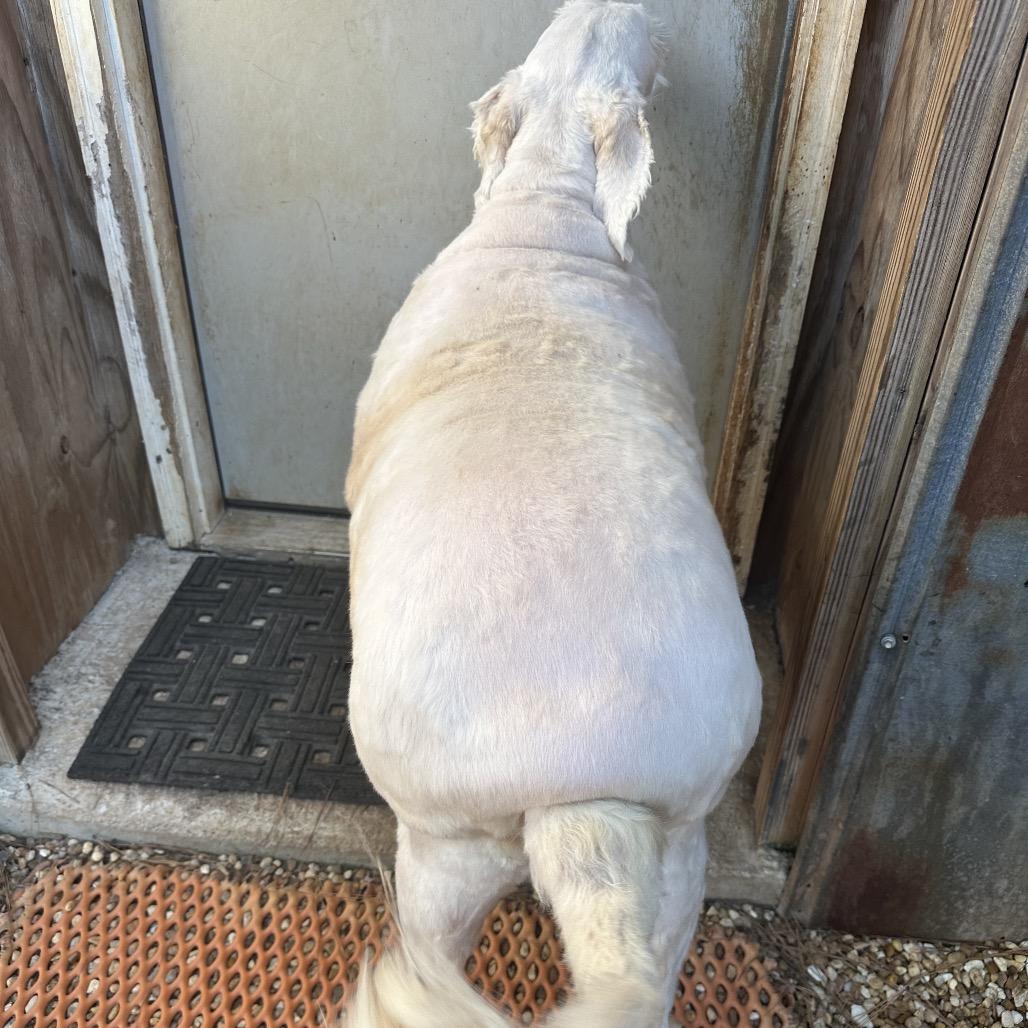 Enlarge Doodle, a Adoptable mixed breed in Opelika, AL image 3/5