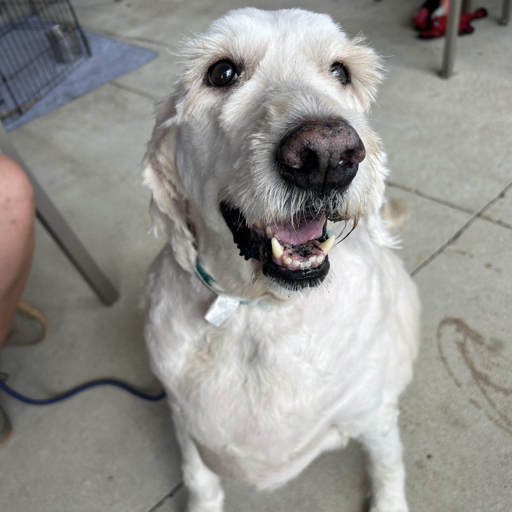 Enlarge Doodle, a Adoptable mixed breed in Opelika, AL image 4/5