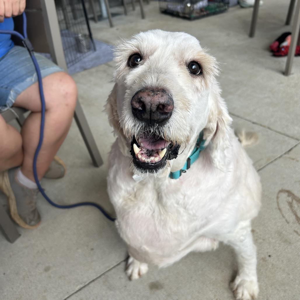 Enlarge Doodle, a Adoptable mixed breed in Opelika, AL image 5/5