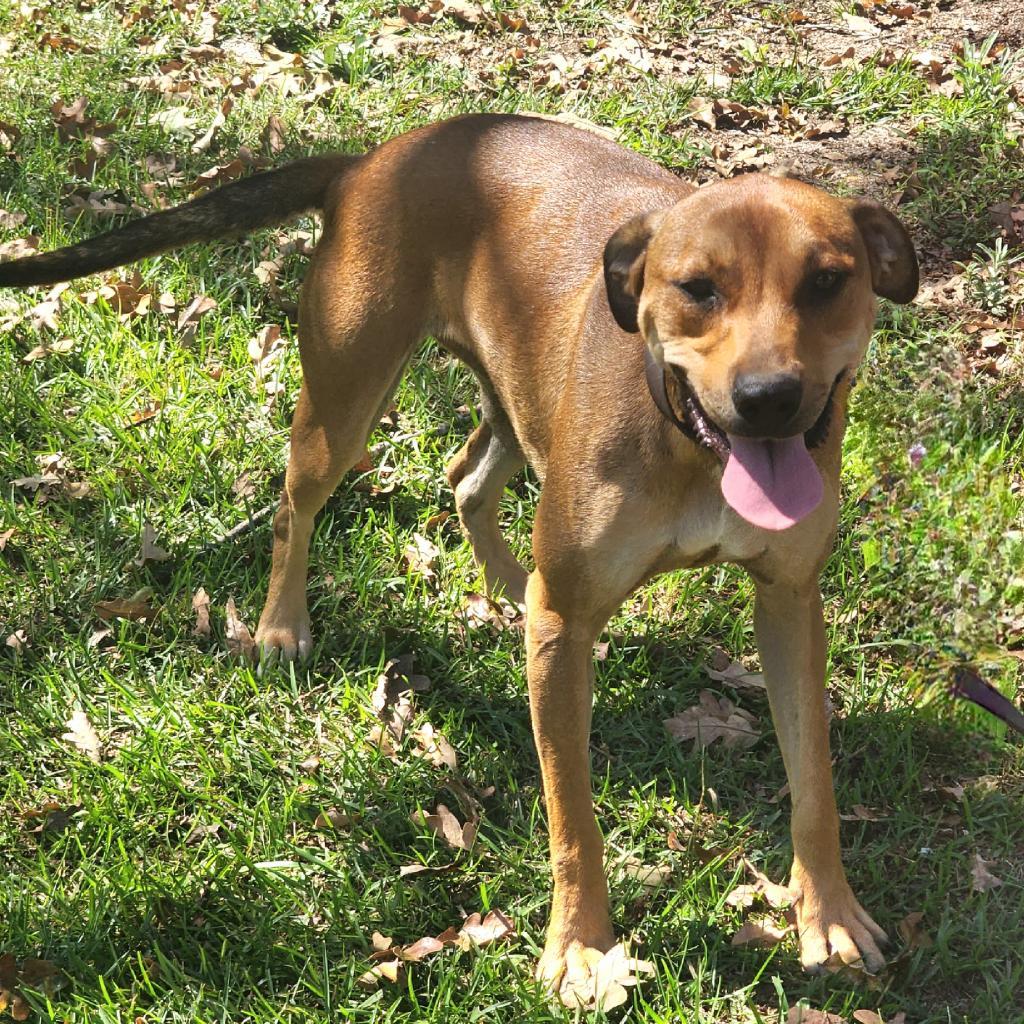 Enlarge Raven, a Adoptable mixed breed in Lexington, SC image 5/5