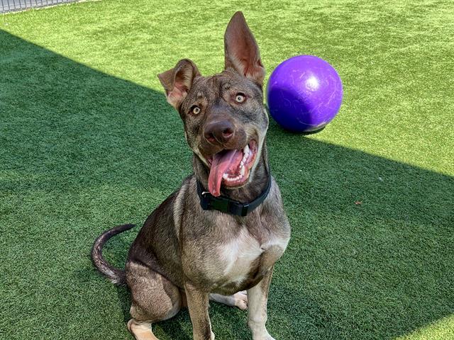 Enlarge NIKO, a Adoptable mixed breed in Tustin, CA image 1/1