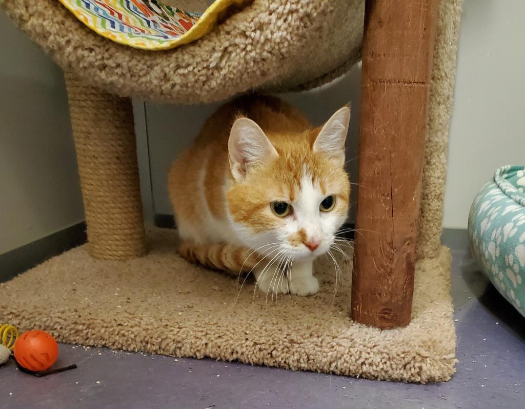 Enlarge Pretzel, a Adoptable mixed breed in Rockford, IL image 1/1