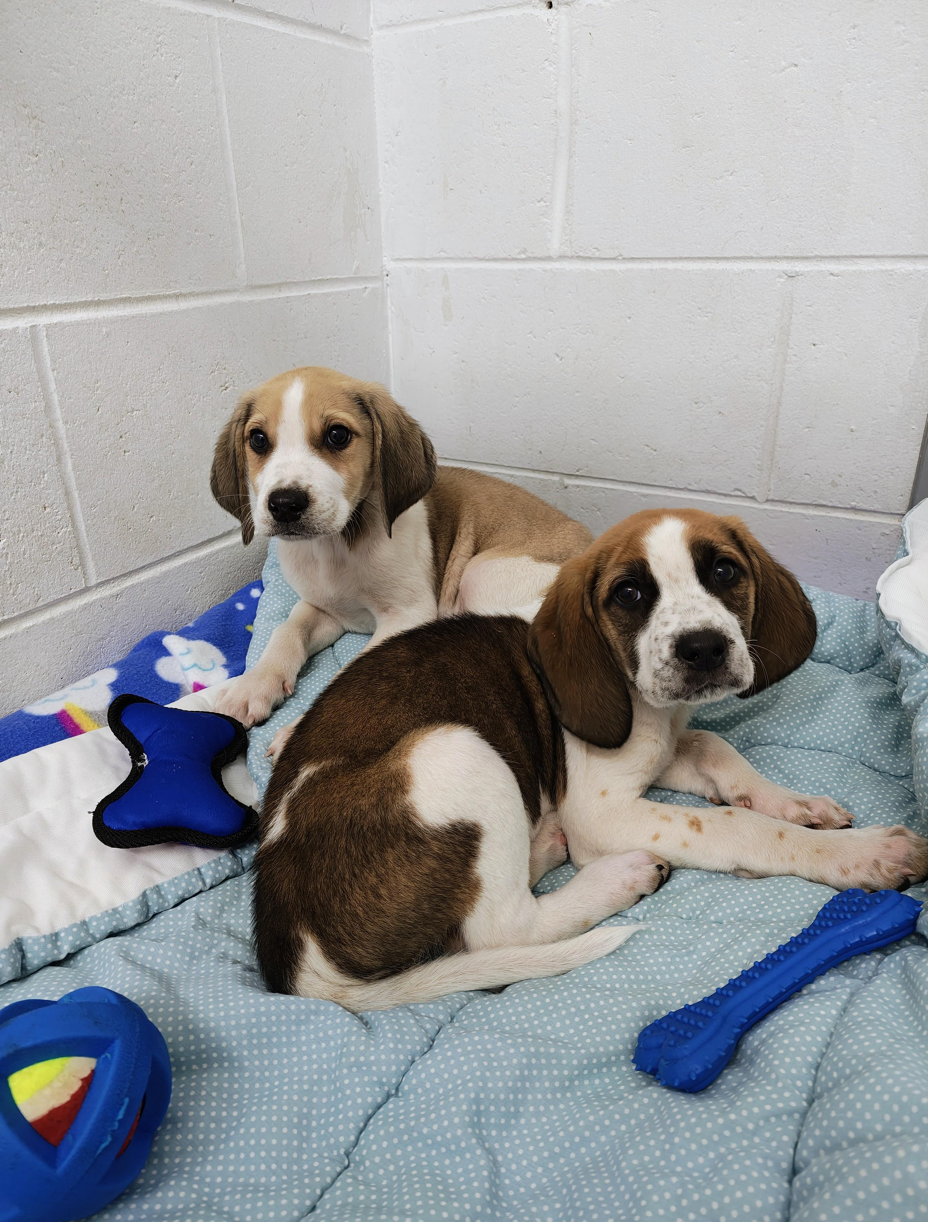 3 Male Hound Puppies
