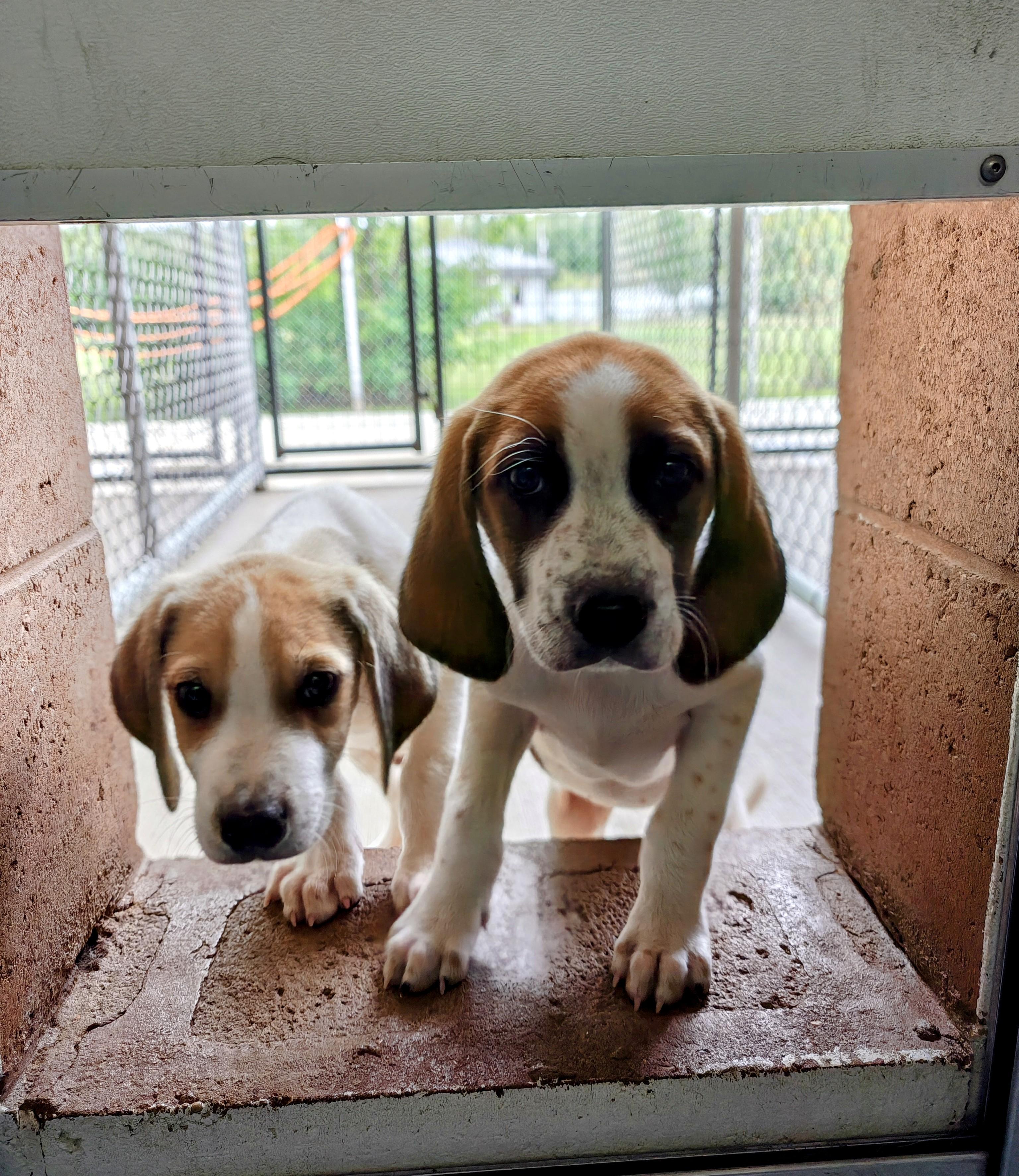 3 Male Hound Puppies
