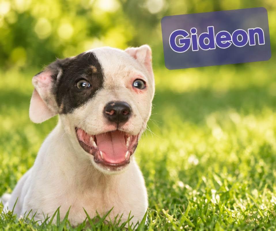 Gideon, Adoptable, Young Male Pit Bull Terrier.