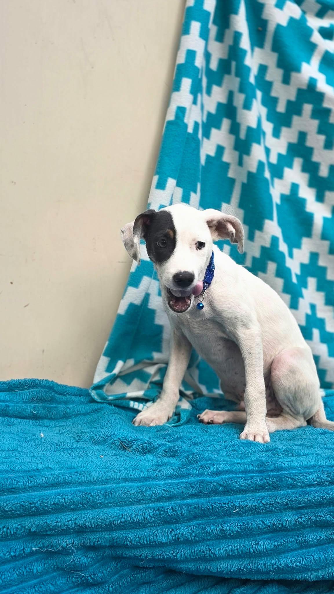 Enlarge Gideon, a Adoptable mixed breed in church point, LA image 4/6