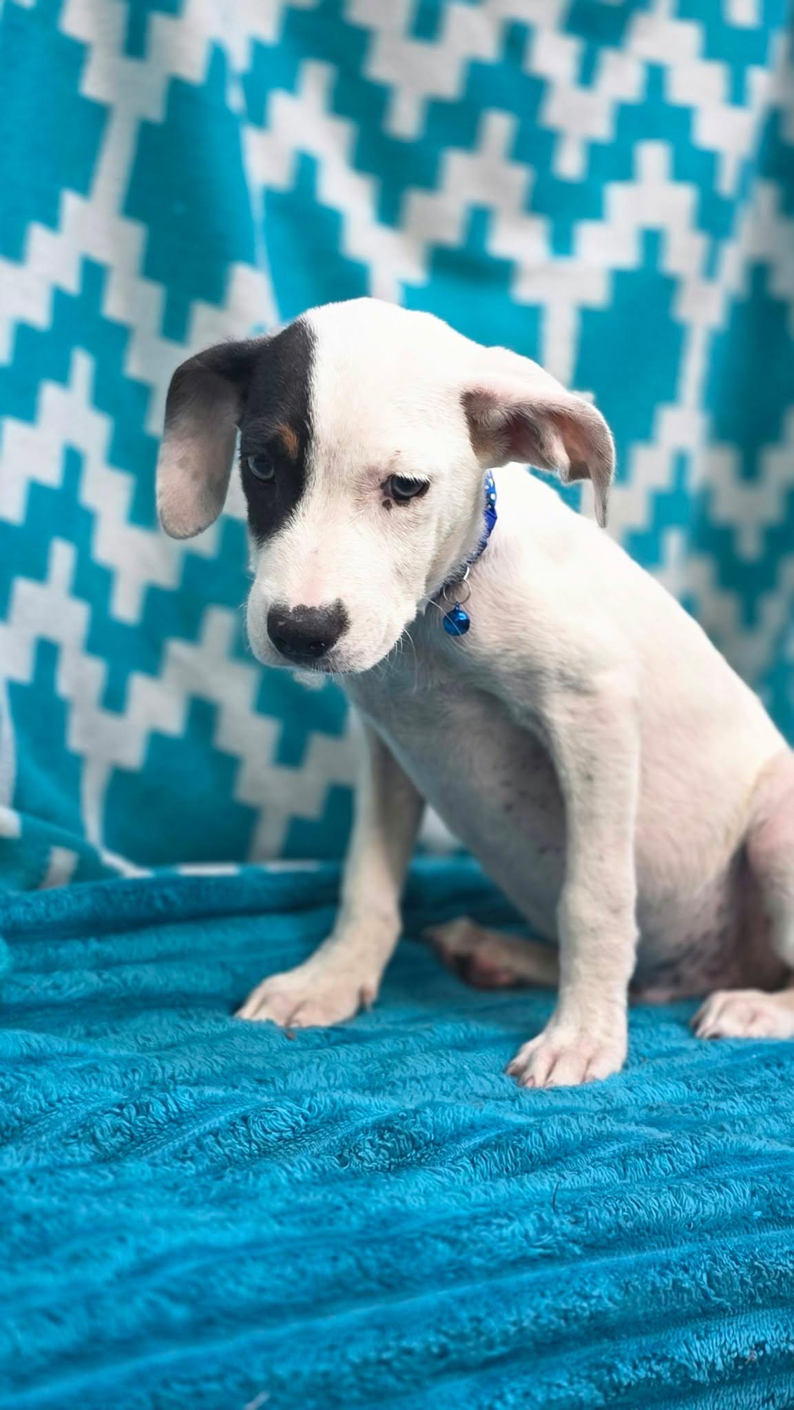 Enlarge Gideon, a Adoptable mixed breed in church point, LA image 3/6