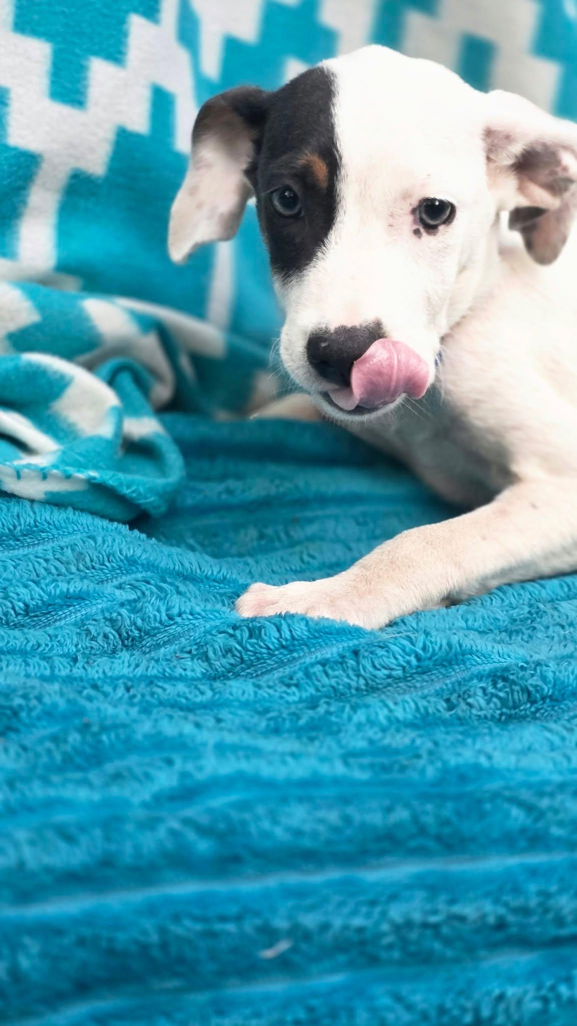 Enlarge Gideon, a Adoptable mixed breed in church point, LA image 5/6