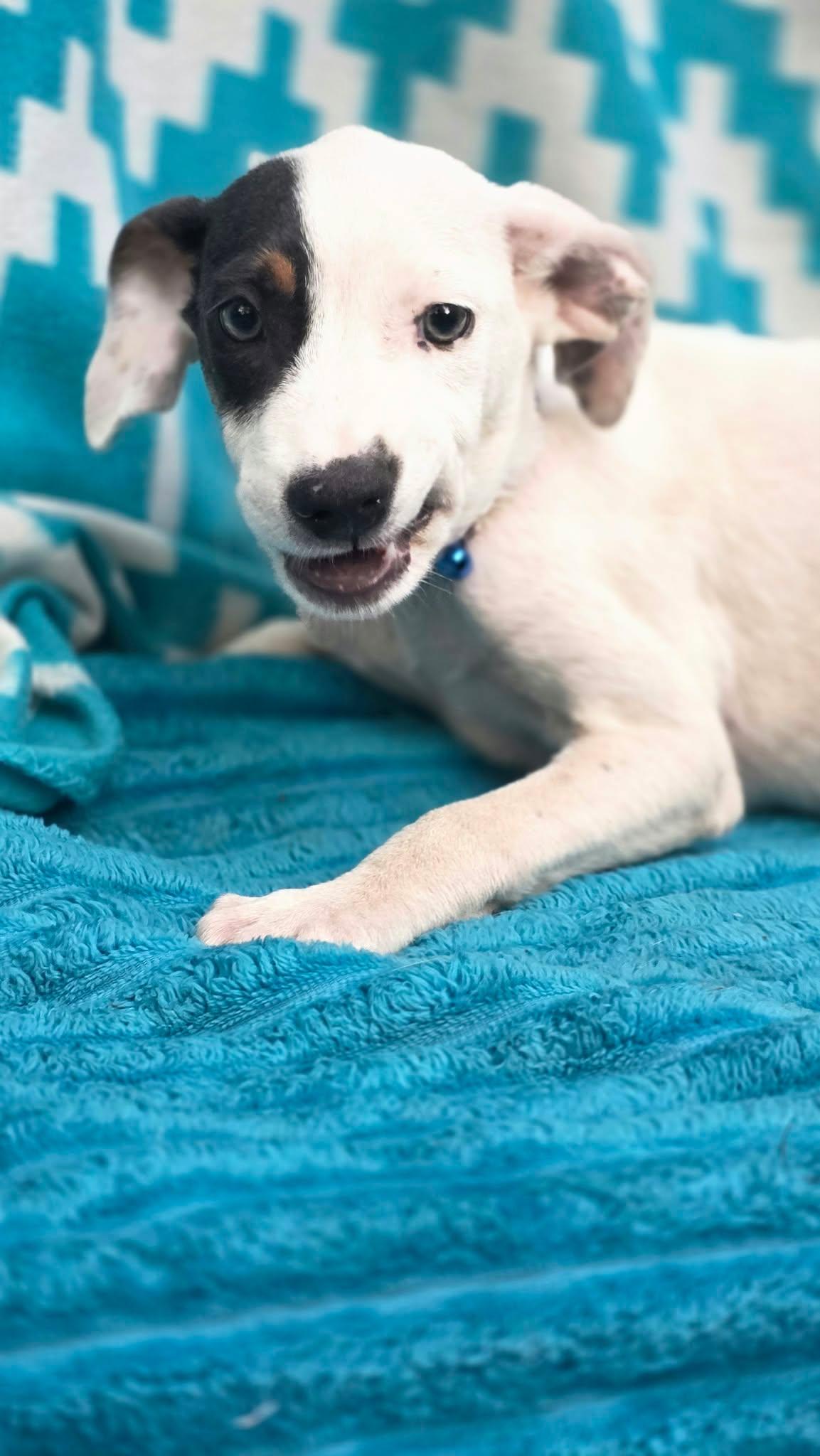 Enlarge Gideon, a Adoptable mixed breed in church point, LA image 6/6