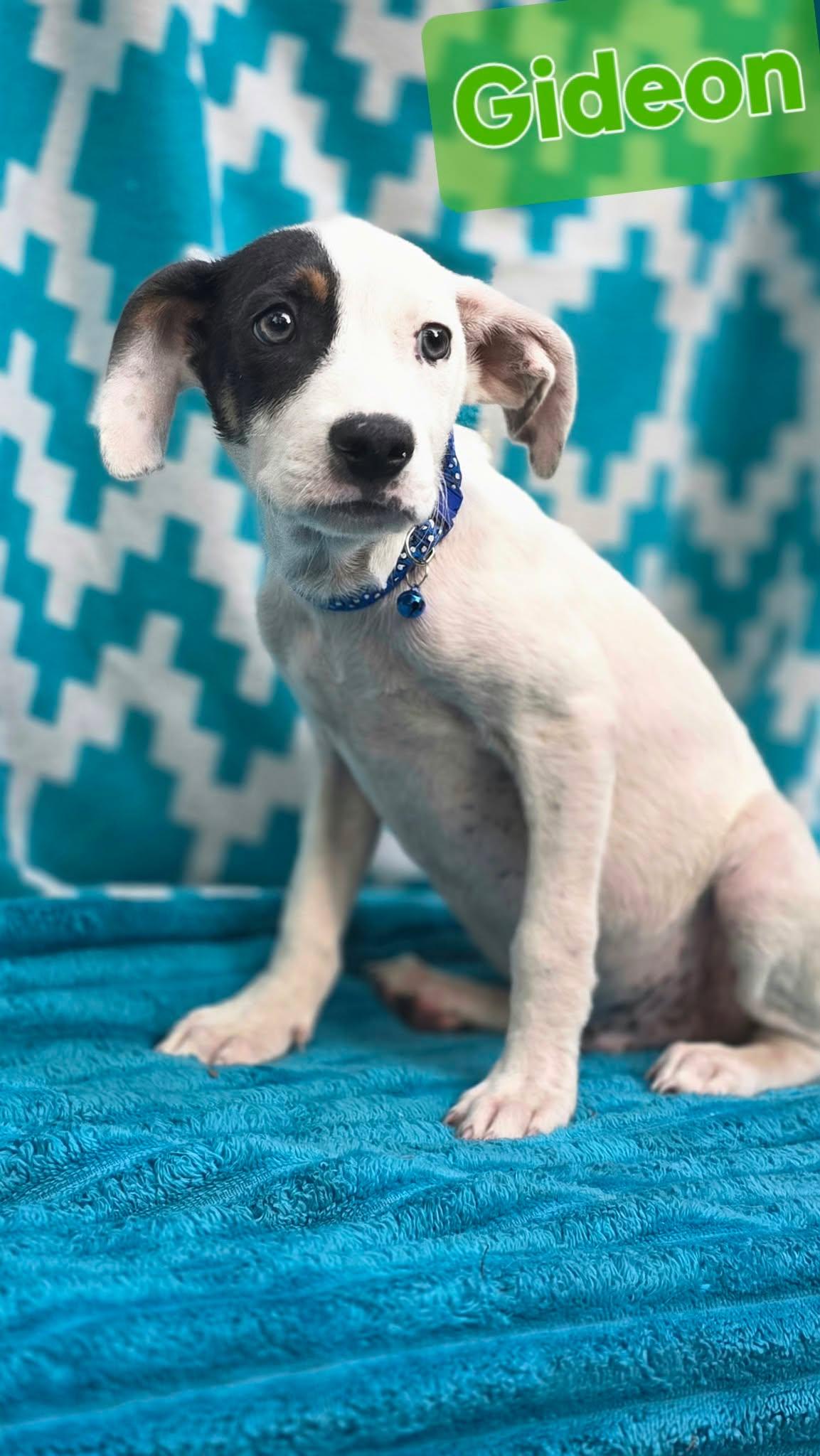 Enlarge Gideon, a Adoptable mixed breed in church point, LA image 2/6