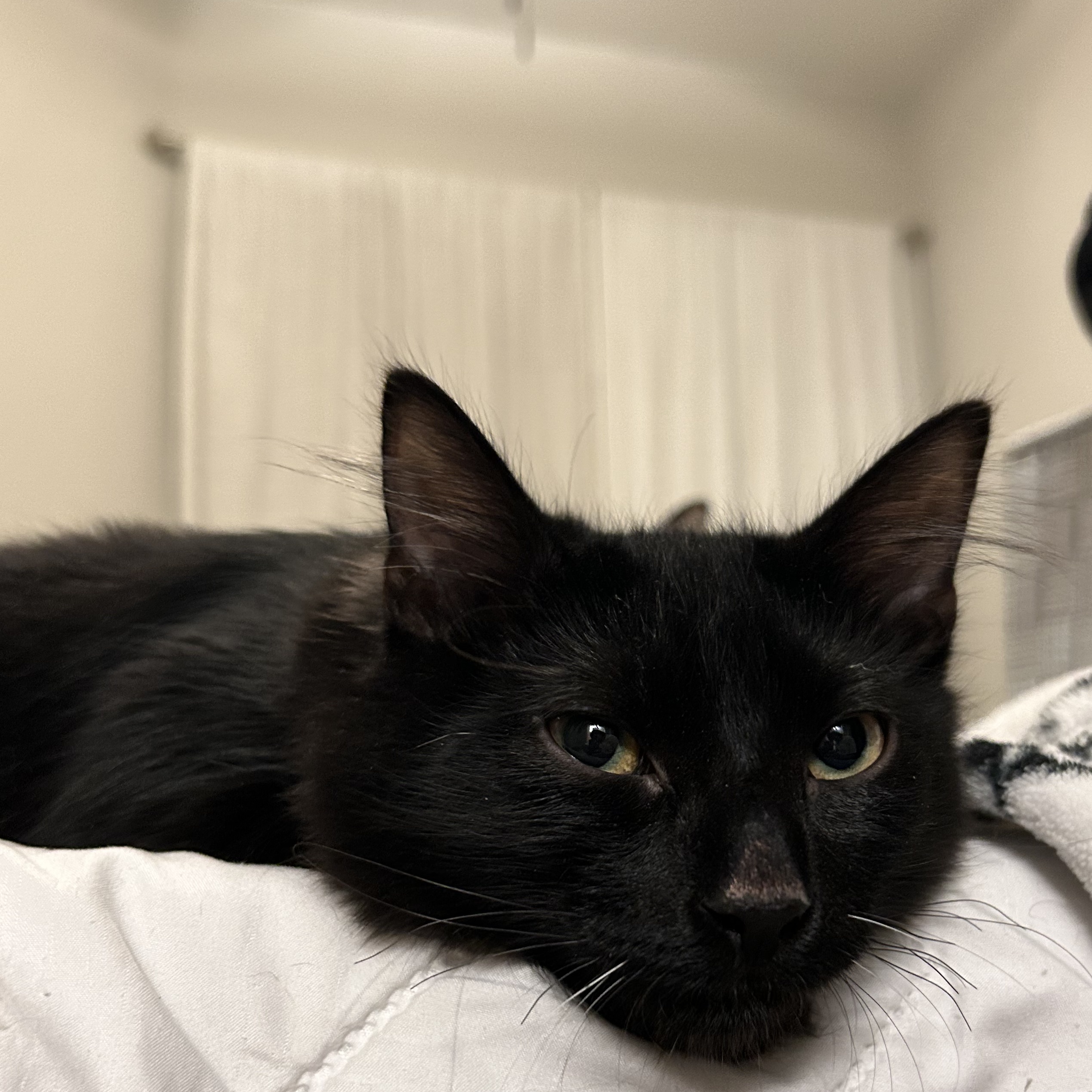 Cat for adoption MOCHI, a Domestic Medium Hair Mix in Rocky Hill, CT