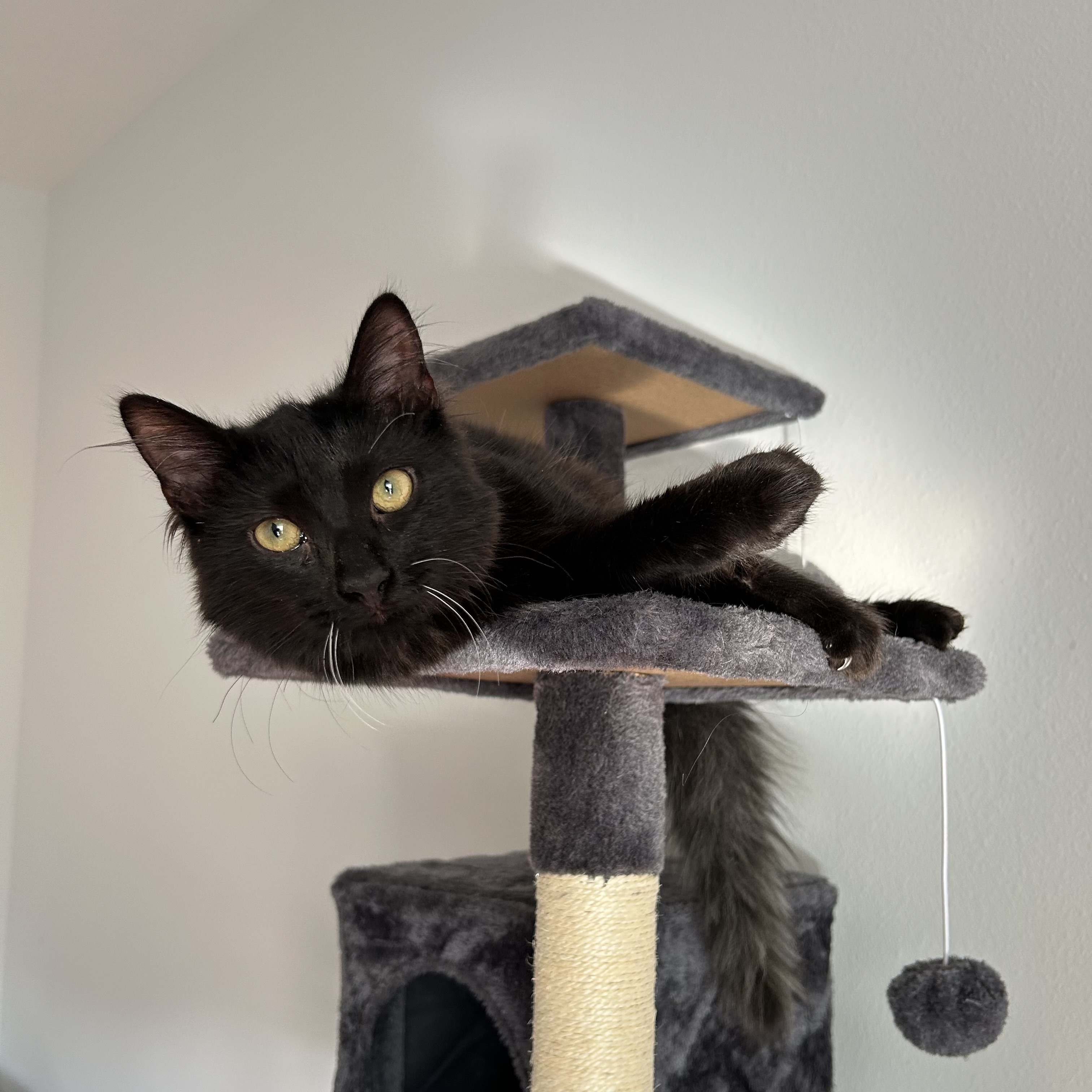 Cat for adoption MOCHI, a Domestic Medium Hair Mix in Rocky Hill, CT