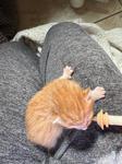 Ophelia, Baby Female Domestic Short Hair